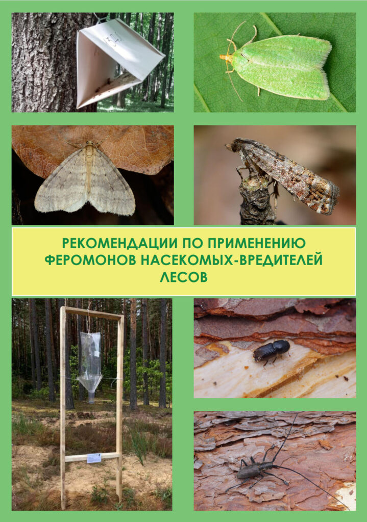 Разработаны Рекомендации по применению феромонов насекомых-вредителей лесов