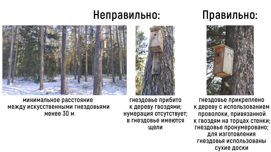 Март - начало гнездования птиц