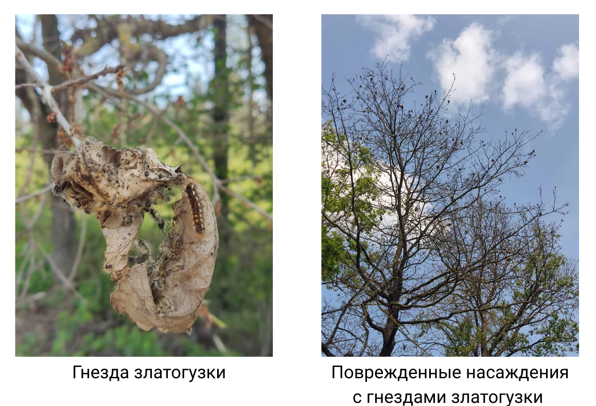 Защита насаждений от златогузки
