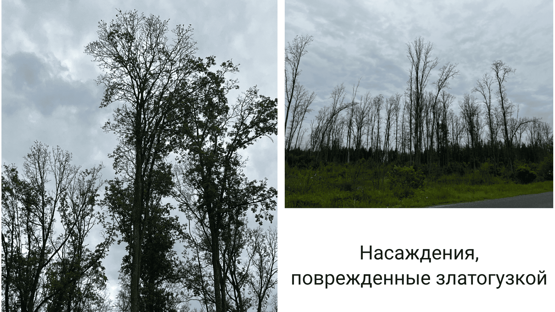 Внимание: златогузка!