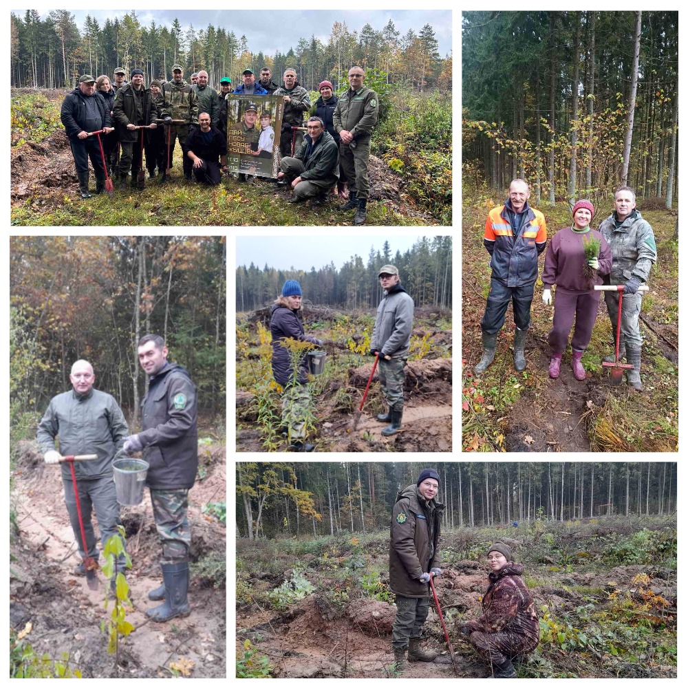 Участие в республиканской акции «Дай лесу новае жыццё!»