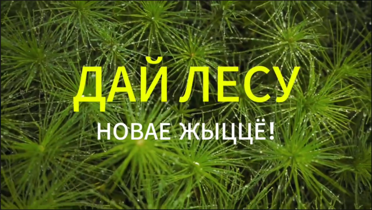 С 17 по 24 октября пройдет акция "Дай лесу новае жыццё!"